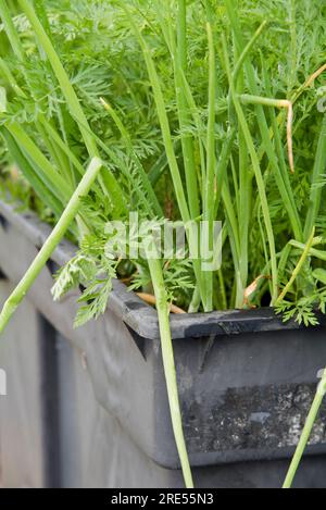 In Behältern gezüchtete Karotten und Frühlingszwiebeln, die als Begleitpflanzen in einem alten, stillgelegten Kunststoff-Wasserbehälter wachsen. Stockfoto