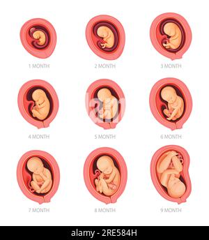 Entwicklungsstadien menschlicher Embryonen, Schwangerschaft und Wachstumskalender des Feten. Embryo in Gebärmutter, Plazenta und Uterus. Humanbiologie, Physiologie und Reproduktion, Medizin und pränatale Gesundheitsinfografien Stock Vektor