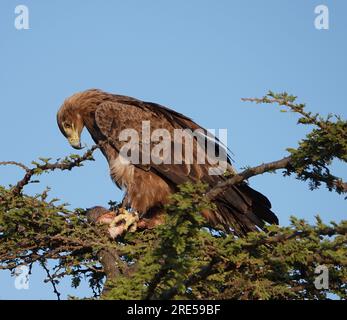 Erwachsener Tawny Eagle (Aquila rapax) in freier Wildbahn, im Naboisho Conservancy in Maasai/Masai Mara. Auf einem Baum zu stehen, seine Beute zu essen, Juli 2023. Stockfoto