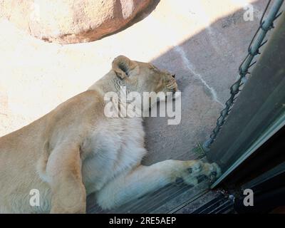 Topeka, Kansas - 22. Juli 2023: Sleeping Lion at the Zoo Stockfoto