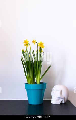 Minimalistisches Innendesign, blauer Topf mit gelber Blume an der weißen Wand und weißer Schädel. Schwarzer Steinschiefer als Hintergrund. Minimalistisches weißes Design mit CopySpa Stockfoto