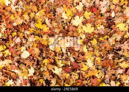 Herbstliche Herbstblätter, die einen Waldboden bedecken. Farbenfrohes Hintergrundbild für saisonalen Einsatz. Speicherplatz kopieren. Stockfoto