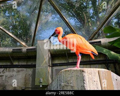 Topeka, Kansas - 22. Juli 2023: Tropical Building im Topeka Zoo Stockfoto