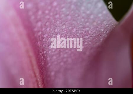 Blütenblätter und Blüten mit Tröpfchen. Abstrakter Nahhintergrund mit Blume und natürlichem minimalem Objekt. Stockfoto