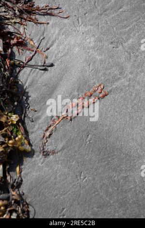 Blase Wrack Seetang (Fucus vesiculosus) auf schwarzem Sand, Isle of Mull, Schottland Stockfoto
