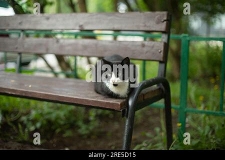 Die Katze sitzt auf der Bank. Tier auf der Straße. Hofkatze. Haustier im Sommer. Stockfoto