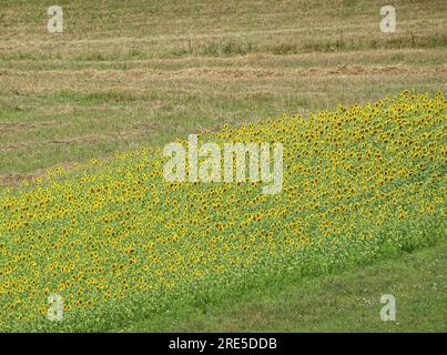 Sonnenblumen auf dem Feld im Sommer. Im Kreis Maramures, Rumänien. Luftaufnahme Stockfoto
