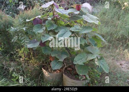 die Blumenpflanze hibiscus tiliaceus auf dem Hof für die Ernte ist eine Barpflanze Stockfoto