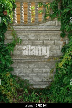 Grüner Efeu voller großer Blätter auf einer modernen Zaunwand aus Beton. Platz für Kopie oder Text. Ivy-Pflanzen. Weinrebe auf grauem Hintergrund. Zementpalisade CO Stockfoto