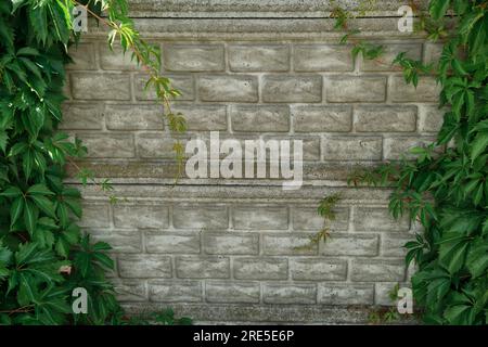 Grüner Efeu voller großer Blätter auf einer modernen Zaunwand aus Beton. Platz für Kopie oder Text. Ivy-Pflanzen. Weinrebe auf grauem Hintergrund. Zementpalisade CO Stockfoto