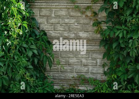 Grüner Efeu voller großer Blätter auf einer modernen Zaunwand aus Beton. Platz für Kopie oder Text. Ivy-Pflanzen. Weinrebe auf grauem Hintergrund. Zementpalisade CO Stockfoto