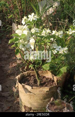 Malabar-Nussblütenpflanze auf dem Hof für die Ernte ist Baranbau Stockfoto