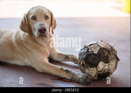 Süßer, dreckiger labrador-Hund, nachdem er im Garten gespielt hat Stockfoto