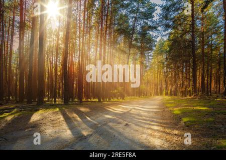 Die Sonnenstrahlen scheinen durch die Bäume auf eine leere Straße in einem Pinienwald. Stockfoto