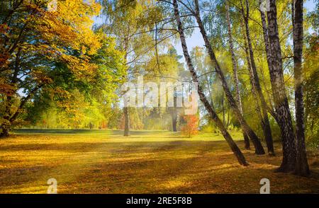 Sonnige Lichtung im Herbstpark Stockfoto