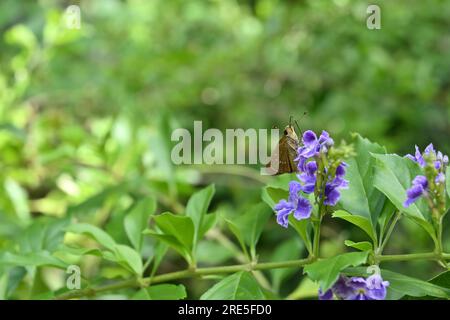 Ein kleiner Schmetterling mit Brandzeichen, der Nektar von einer lila Blume im Garten sammelt Stockfoto