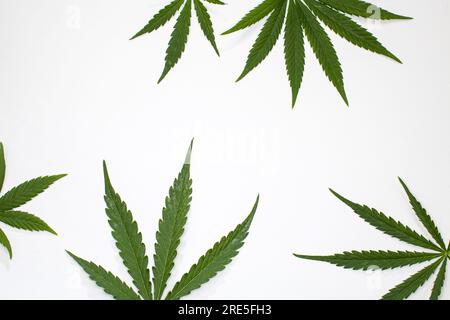 Grüne Cannabisblätter auf weißem Hintergrund. Marihuana-Minimalrahmen für medizinisches Cannabis und Legalisierungskonzept. Stockfoto