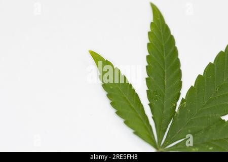 Grüne Cannabisblätter auf weißem Hintergrund. Marihuana-Minimalrahmen für medizinisches Cannabis und Legalisierungskonzept. Stockfoto