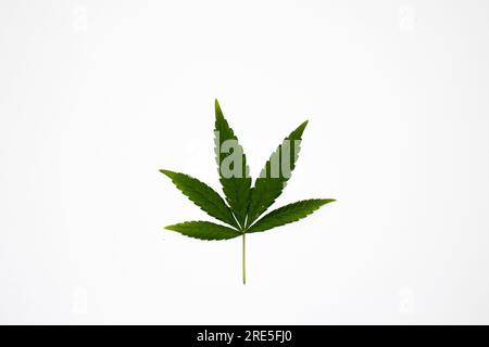 Grünes Cannabisblatt isoliert auf weißem Hintergrund. Hanfblatt als Symbol für medizinisches Cannabis. Unkraut in flacher Lage Stockfoto