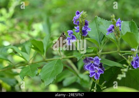 Zentraler Blick auf einen kleinen Swift-Schmetterling (Pelopidas Mathias), der auf einer violetten Blume im Garten steht Stockfoto