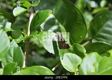 Blick aus einem hohen Winkel auf einen kleinen Swift-Schmetterling (Pelopidas Mathias) auf einem Blatt Stockfoto