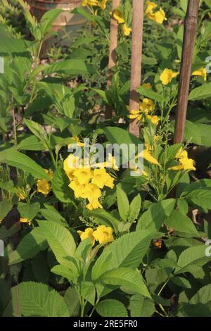 Die Blumenpflanze Tecoma stans auf dem Bauernhof für die Ernte ist eine Geldpflanze Stockfoto