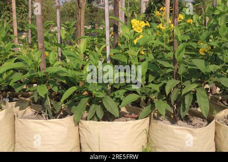 Die Blumenpflanze Tecoma stans auf dem Bauernhof für die Ernte ist eine Geldpflanze Stockfoto