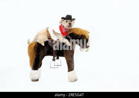 Der Silkypoo-Hund reitet auf einem ausgestopften Pony. Sie trägt Westernkleidung mit rotem Bandana und Cowboyhut. Stockfoto