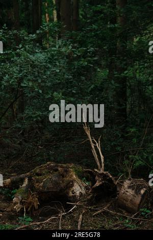 Ein alter, verfaulter Stumpf mit Wurzeln, die aus dem Boden ragen, überwuchert mit Moos in der Waldstruktur um Grasbäume und gewundene Wege Stockfoto