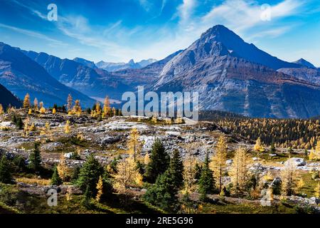 Die in Herbstfarben gehaltenen Berglarchen im Peter Lougheed Provincial Park, Alberta, bei Banff, bieten einen Blick auf einen Wanderweg und die Canadian Rocky Mountains Stockfoto