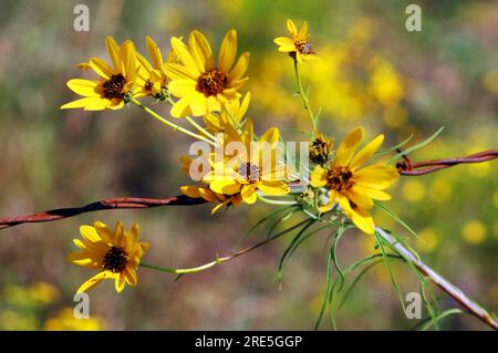 Gewöhnliche Sonnenblumen blühen entlang der Zaunreihe im Zentrum von Kansas. Gelbe Blütenblätter mit bräunlich-schwarzen Mittelpunkten. Stockfoto