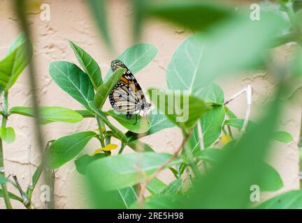 Weiblicher Monarch-Schmetterling, der ein Ei auf die Unterseite eines Milchalgenblattes legt Stockfoto