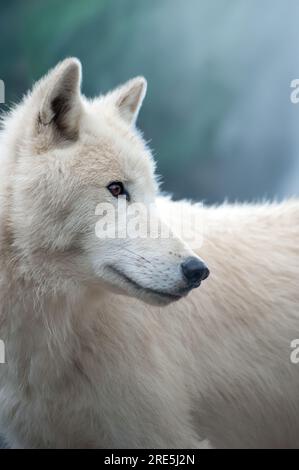 Weißer Wolf im Hintergrund des mystischen Waldes. Arktischer Wolf, Polarwolf (Canis lupus arctos) Stockfoto