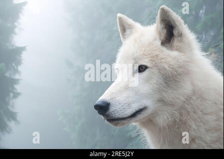 Weißer Wolf im Hintergrund des mystischen Waldes. Arktischer Wolf, Polarwolf (Canis lupus arctos) Stockfoto