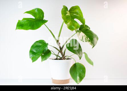 Reife Monstera Albo trendige Hauspflanze auf weißem Hintergrund. Pflanzen Sie in einem weißen Topf Stockfoto