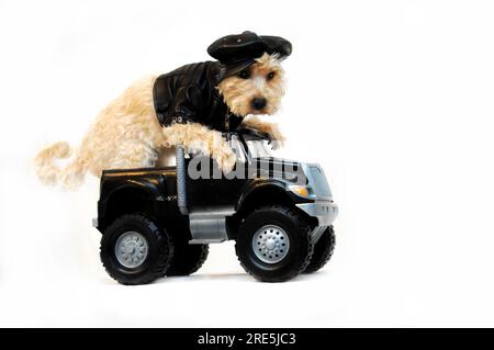 Fluchtwagen komplett mit Shitzoo Hund in schwarzer Lederjacke, Kappe und am Steuer eines schwarzen Fluchtwagens mit 4 Rädern. Cool, ha Stockfoto