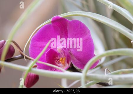 Leuchtend rosa Orchidee zwischen Knospen und Fronden Stockfoto