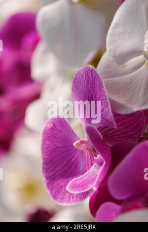 Leuchtend pinkfarbene und weiße Orchideen in der Sonne Stockfoto