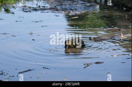 Kleine Ente Stockfoto