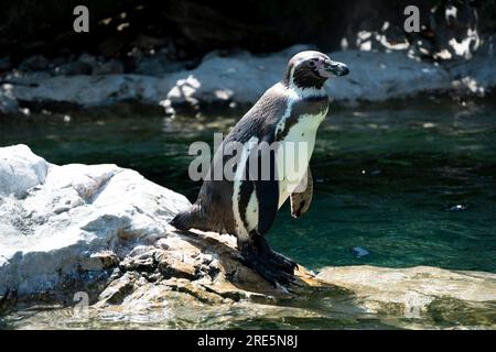 Humboldt-Pinguin auf einem Felsen Stockfoto