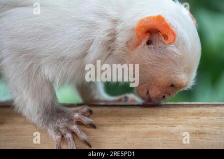 Silbrig Marmoset Stockfoto