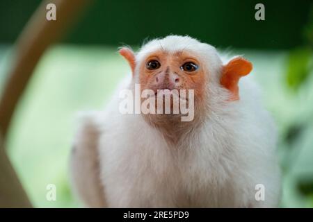 Silbrig Marmoset Stockfoto