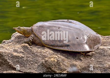 Schildkröte. Softshellschildkröte (Apalone spinifera) Sonnenbaden auf einem Felsen. Stockfoto