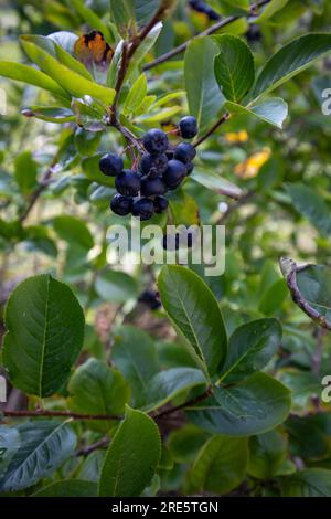 Schwarze Kakaobeere in einem Garten Stockfoto