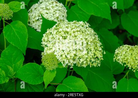 Weiße Hortensien im Garten. Bud macht dicht. Lass dir eine Sommerblume wachsen. Blumenblütenhintergrund. Stockfoto