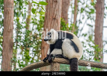 Lemur, schwarz-weißer geraffter Lemur in Bäumen und Natur. Andasibe-Nationalpark, Madagaskar Stockfoto