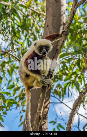 Eine Sifaka Lemur auf einem Baum im Regenwald von Andasibe auf der Insel Madagaskar Stockfoto