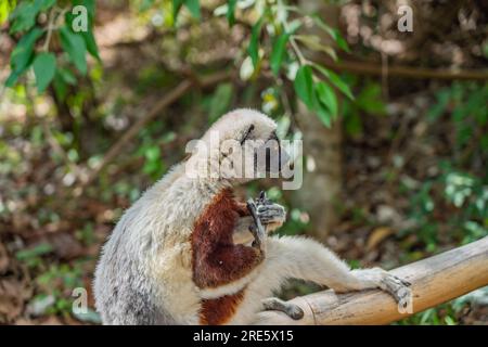 Nahaufnahme von einer Sifaka in ihrer natürlichen Umgebung im Regenwald von Andasibe auf der Insel Madagaskar Stockfoto