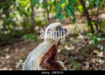 Nahaufnahme von einer Sifaka in ihrer natürlichen Umgebung im Regenwald von Andasibe auf der Insel Madagaskar Stockfoto