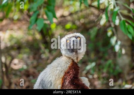 Nahaufnahme von einer Sifaka in ihrer natürlichen Umgebung im Regenwald von Andasibe auf der Insel Madagaskar Stockfoto